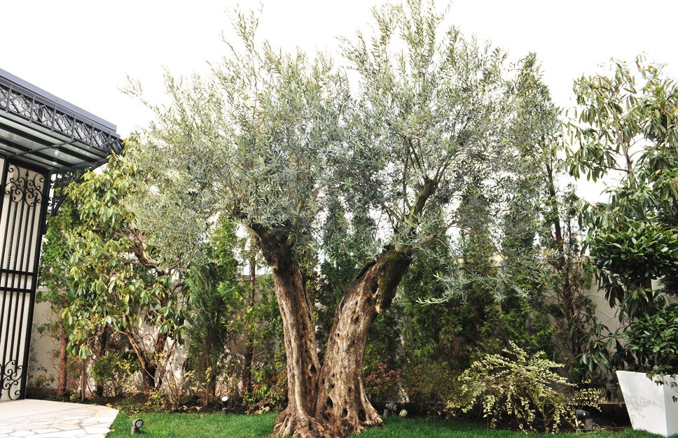 夫婦のオリーブの樹